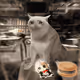 Cash Cat #5278