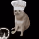 Cash Cat #4488