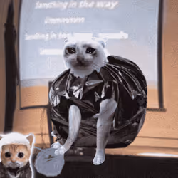 Cash Cat #3167