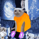 Cash Cat #1769