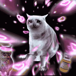 Cash Cat #869