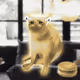 Cash Cat #484