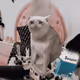 7176