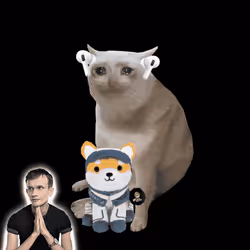 Cash Cat #895