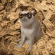 Cash Cat #6409