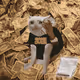 Cash Cat #3663