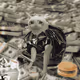 Cash Cat #8052