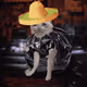 Cash Cat #3123