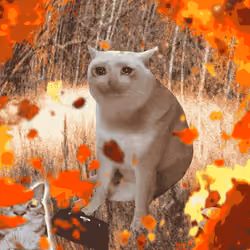 Cash Cat #1731