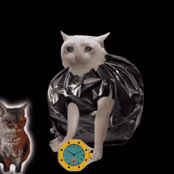 Cash Cat #5052