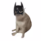 Cash Cat #3654