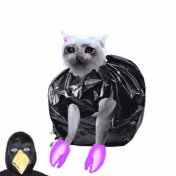 Cash Cat #1011