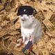 Cash Cat #1133