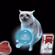 Cash Cat #3078