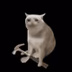 Cash Cat #1049