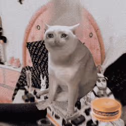 Cash Cat #9869