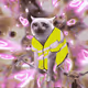 Cash Cat #4646