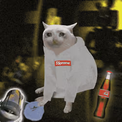 Cash Cat #4869