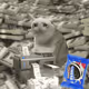 Cash Cat #5085