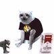 Cash Cat #9478