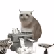 464