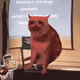 Cash Cat #6236