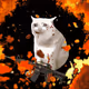 cashcatlovers