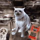 Cash Cat #6004