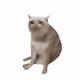 Cash Cat #153