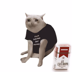Cash Cat #7759