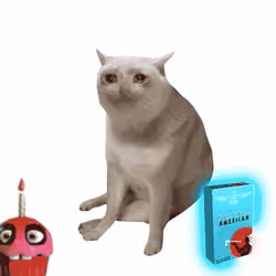 Cash Cat #5157