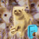 Cash Cat #1136