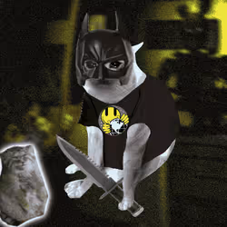 Cash Cat #2385