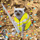 Cash Cat #1664