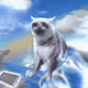 Cash Cat #6569