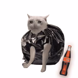 Cash Cat #2644