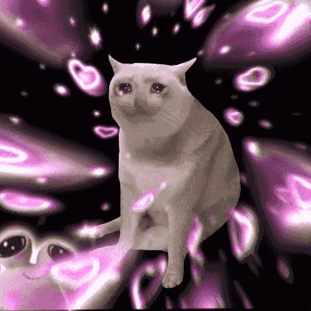 Cash Cat #8516
