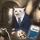 Cash Cat #9916