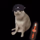 Cash Cat #6133