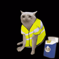Cash Cat #8528