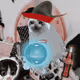 Cash Cat #7694