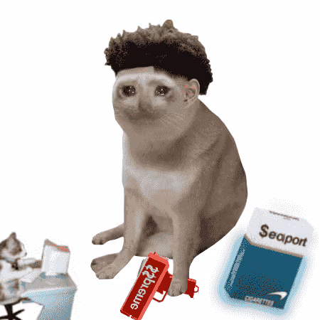 Cash Cat #4569