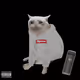 Cash Cat #7535