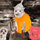 Cash Cat #1466