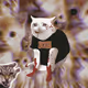 Cash Cat #6139