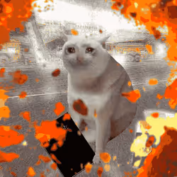 Cash Cat #3345