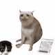 Cash Cat #4548