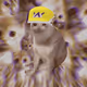 6050