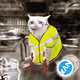 Cash Cat #4052