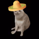 Cash Cat #495